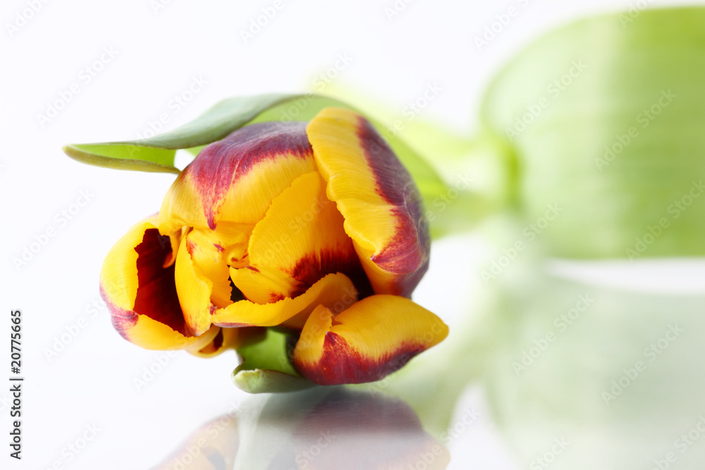 Tulpe Tulpe