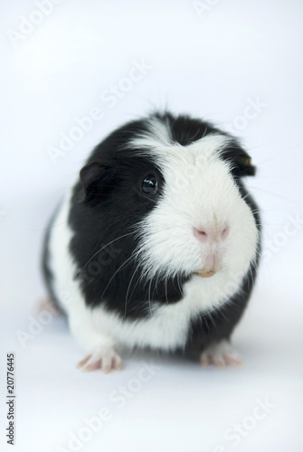 meerschwein