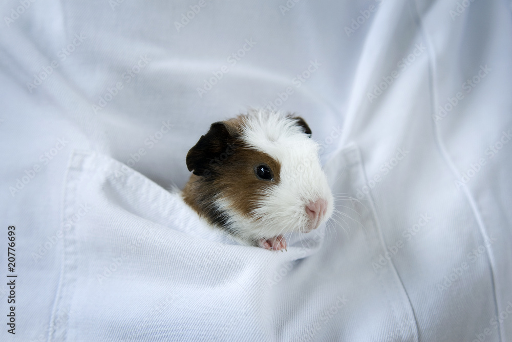 meerschwein meerschwein