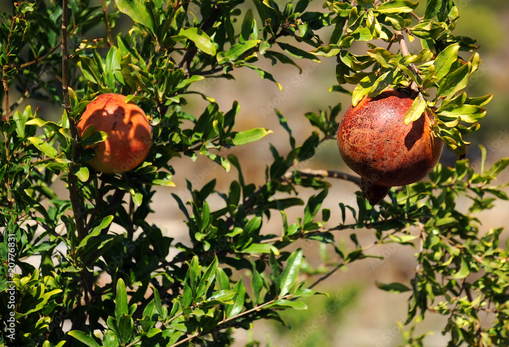 Pomegranates on the Tree