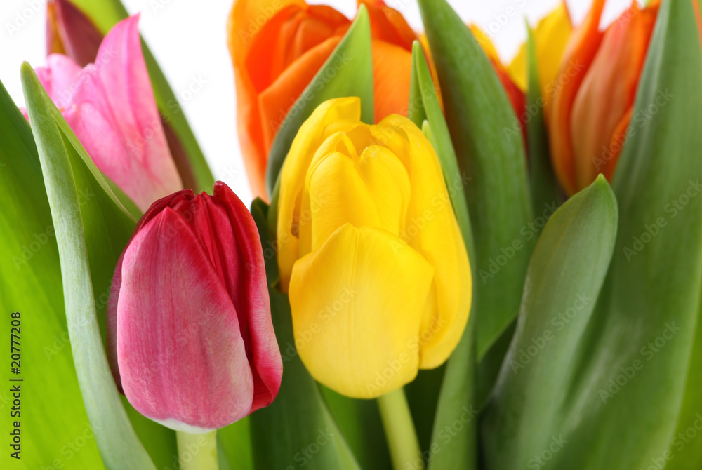 Tulpen Tulpen