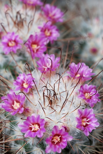 Mammillaria Bombycina flowers