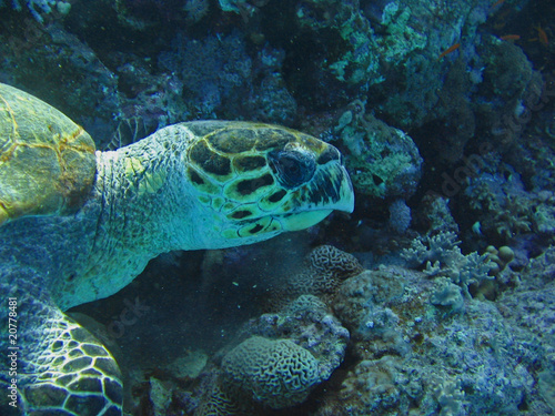 Schildkröte am Riff © profi