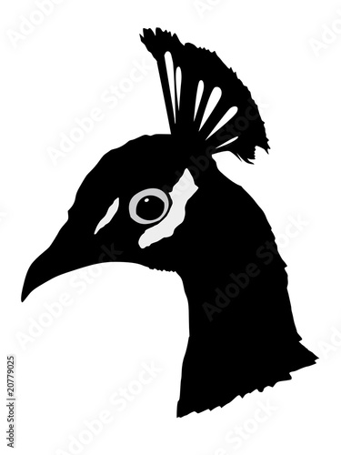 silhouette of peacock