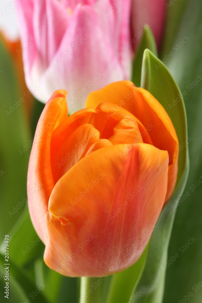 Tulpen Tulpen