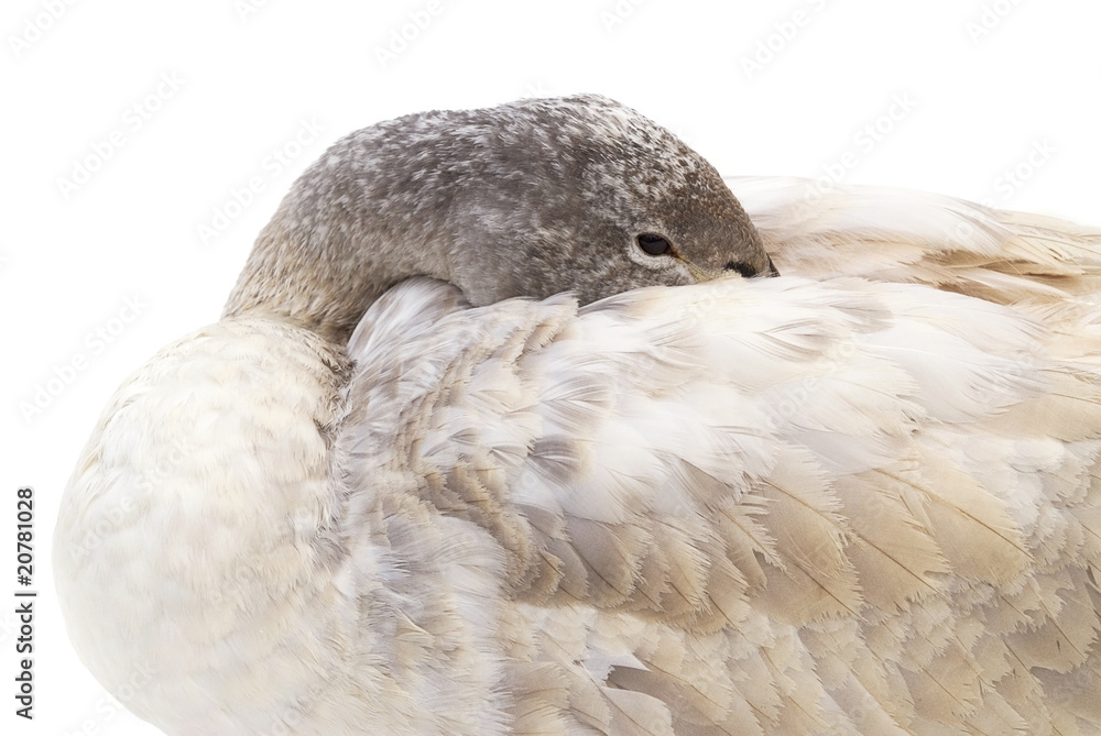 Obraz premium dreaming goose isolated
