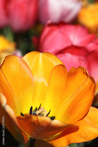 Tulip is opening its blossom