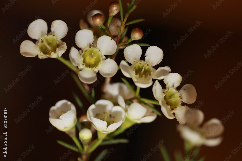 Chamelaucium flowers Chamelaucium flowers