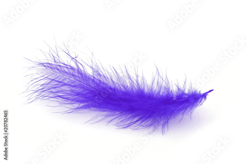 Blue feather over white background