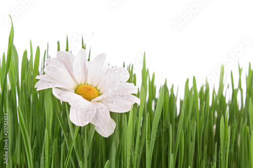 White camomile in the grass