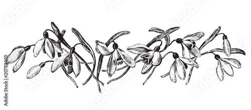 antique snowdrops engraving (vector)