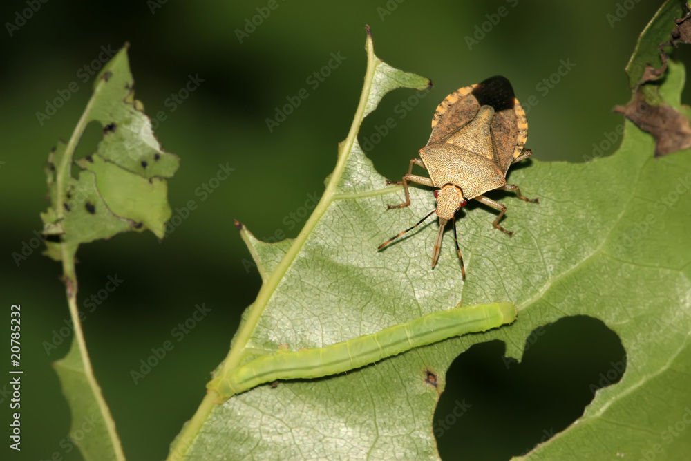 Fototapeta premium stinkbug