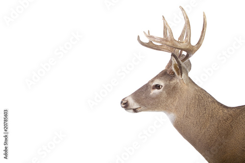 Large whitetail buck isolated on white background