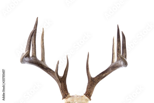 Large whitetail buck antlers isolated on white background