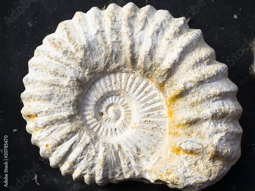 ammonite fossil photo