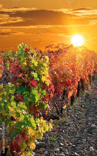 vineyard at the evening