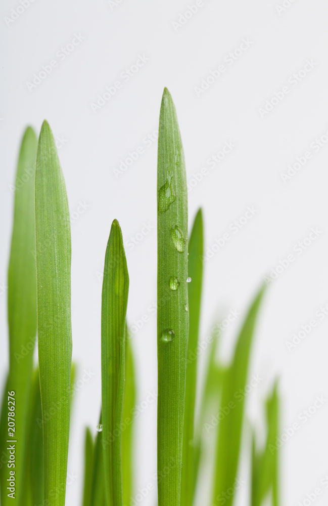 Fototapeta premium Green grass