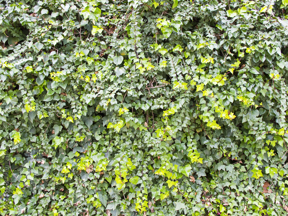 Ivy Wall