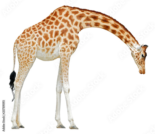 Canvas Print Détourage d'une girafe baissant la tête