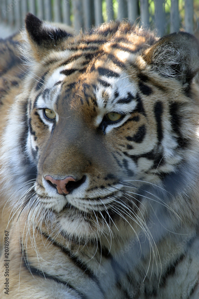 Tiger Tiger