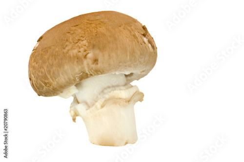 a chestnut mushroom on white