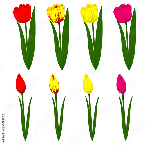 Set of different colored tulips