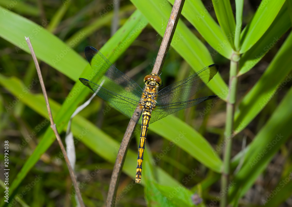 Fototapeta premium Dragonfly on grass 3