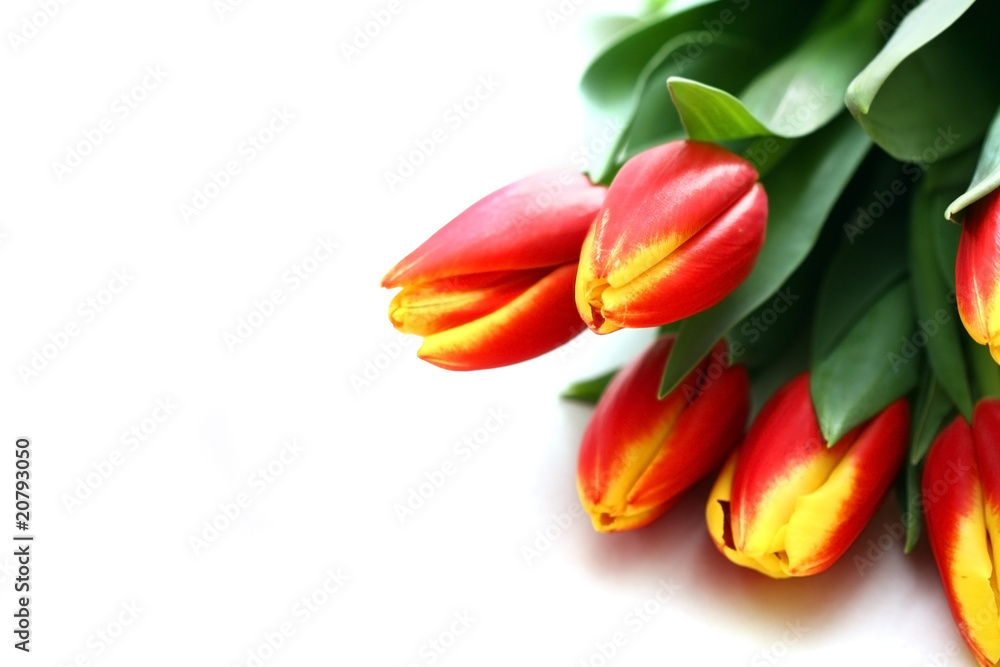 Tulips isolated on white Tulips isolated on white