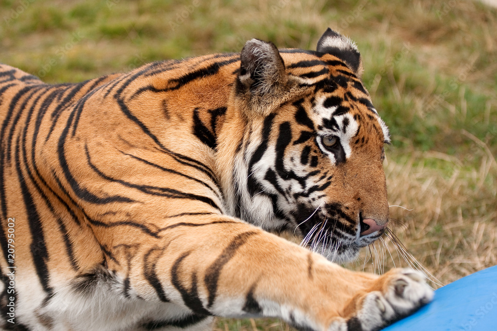 Sumatran tiger reaching for a toy