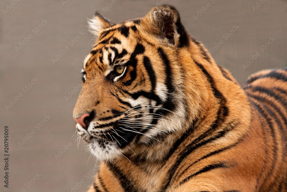 Obraz premium Head of a magnificent Sumatran Tiger