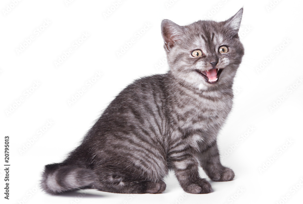 Obraz premium British kitten on white background
