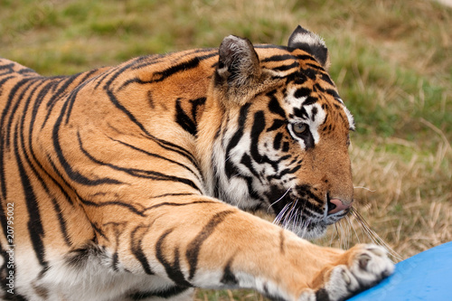 Sumatran tiger reaching for a toy