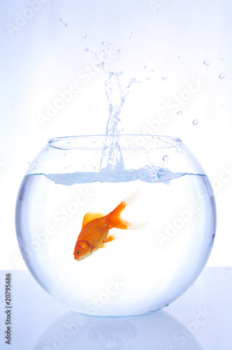 goldfish jumping into bowl