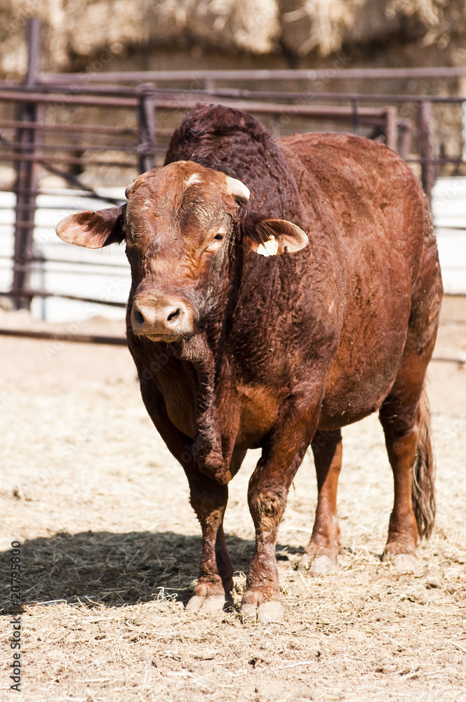 Rodeo Bull