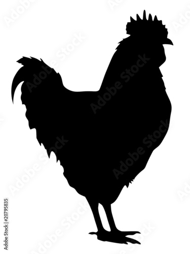 silhouette of cock