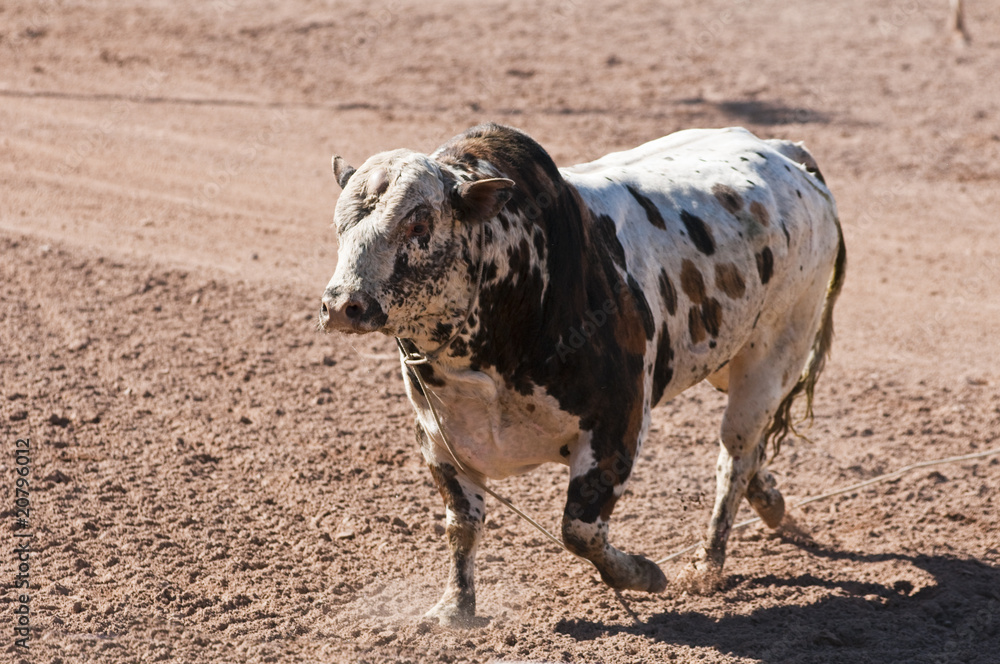 Rodeo Bull Rodeo Bull