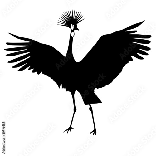 african crowned crane