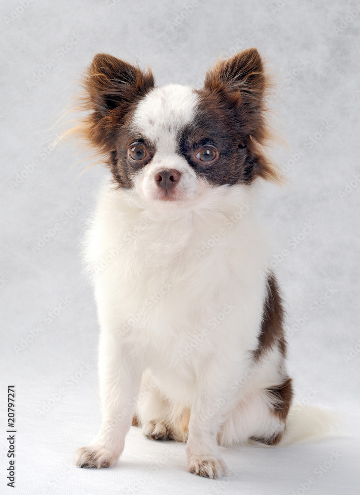 Chocolate with white Chihuahua portrait Chocolate with white Chihuahua portrait