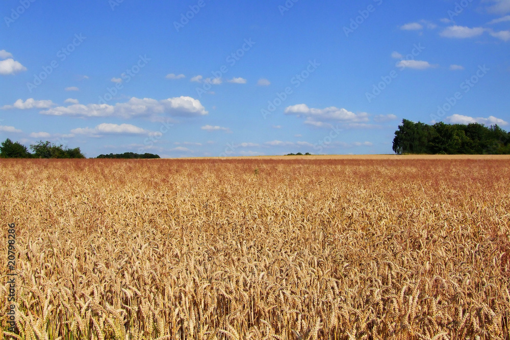 Naklejka premium Weizenfeld im Sommer