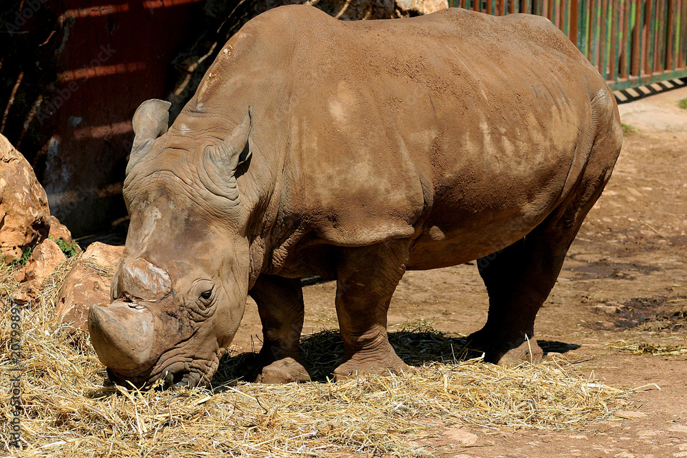 Obraz premium rinoceronte