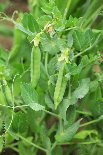 Peas plant