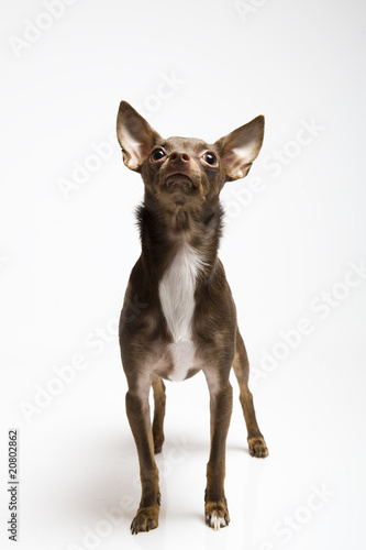 Picture of a funny curious toy terrier dog looking up