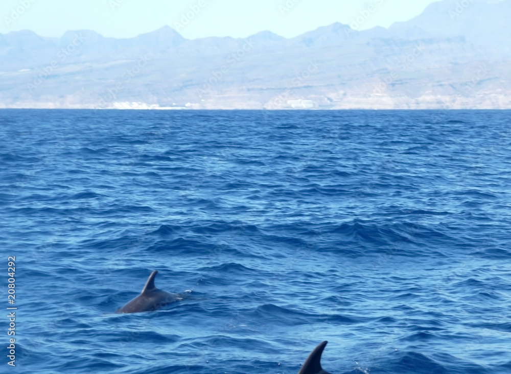 Fototapeta premium Dolphins