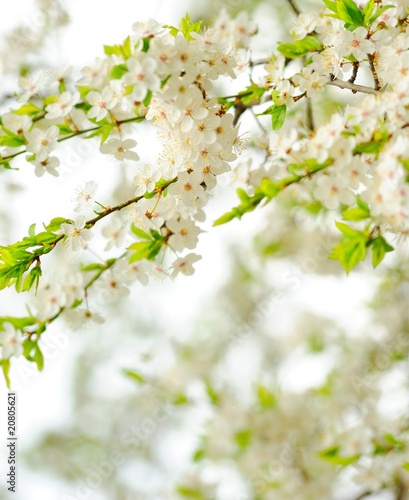 Beautiful spring tree flowers