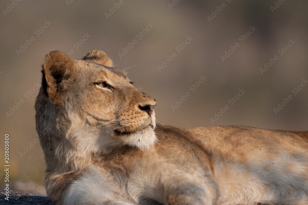 Lazy Lion Lazy Lion