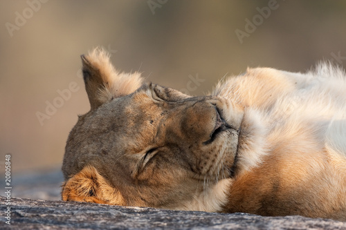 Lazy Lion