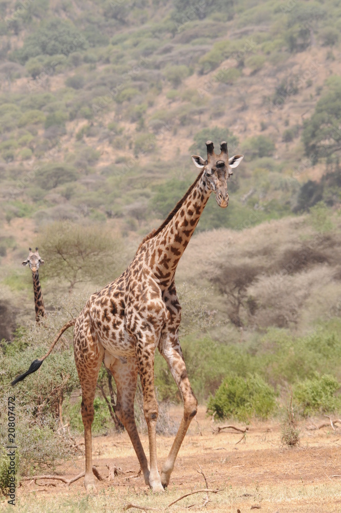 Obraz premium Giraffe