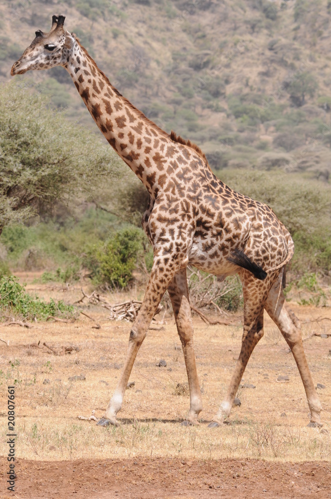 Giraffe Giraffe