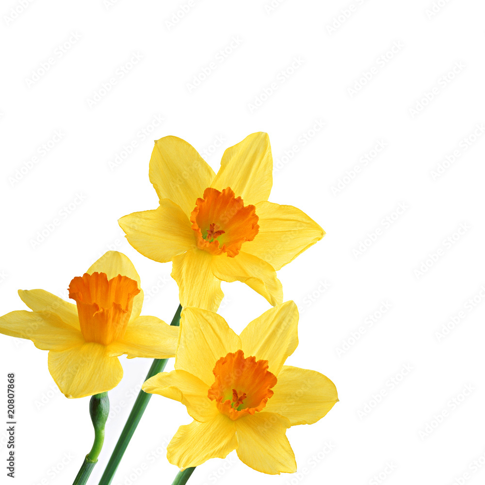 narciso giallo narciso giallo
