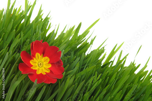 Red primrose on the green grass isolated on white